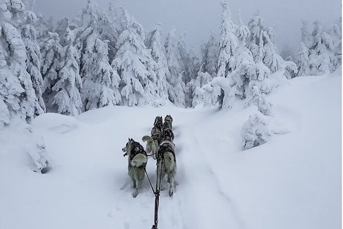 1.5-Hour Private Dog Sledding Tour in Harghita County - Weather Policy