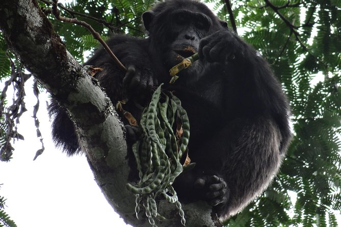 1 Day Chimpanzee Tracking in Budongo Forest and Kaniyo Pabidi - Cancellation Policy