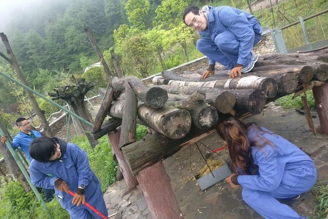 1-Day Dujiangyan Tour: Panda Volunteer Program and Mount Qingcheng