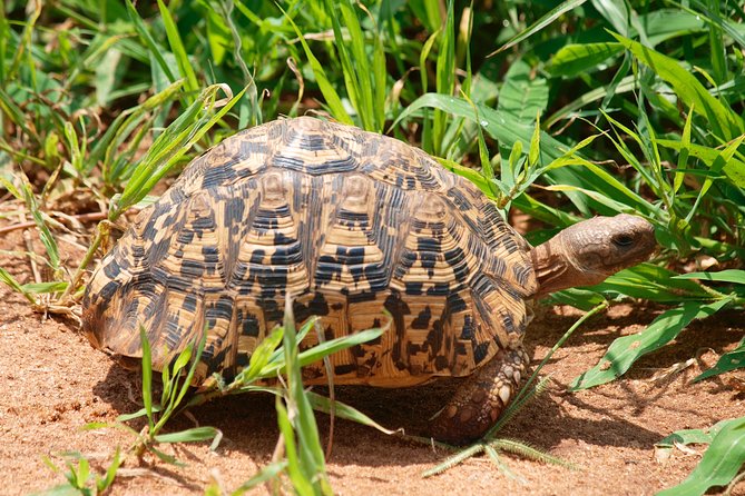 1 Day Joined Group Safari to Tarangire National Park - What To Expect on the Safari