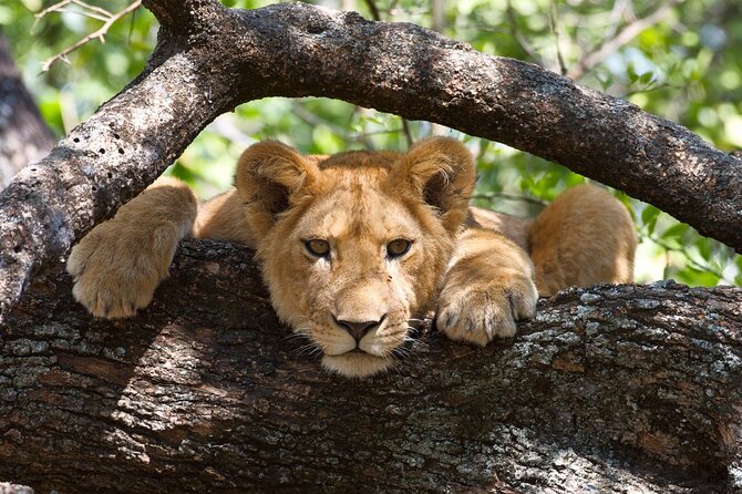 1 Day Lake Manyara Private Experience - Cancellation Policy