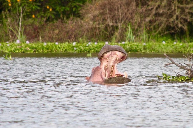 1 Day Lake Naivasha & Hells Gate National Park Tour - Cancellation Policy