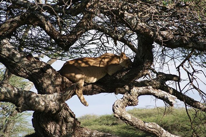 1 Day Manyara National Park - Inclusions