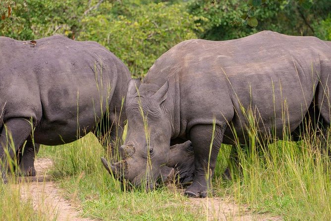 1 Day Rhino Tracking in Uganda (Ziwa Rhino Sanctuary - Physical Requirements