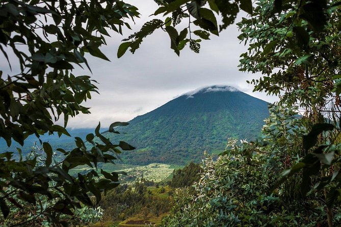 1 Day Rwanda Golden Monkey Tracking Tour - Inclusions and Exclusions