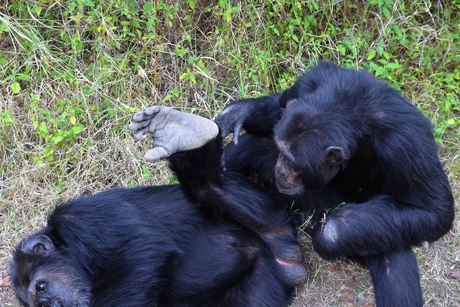 1 Day Safari - Ol Pejeta Conservancy. - Pickup Information