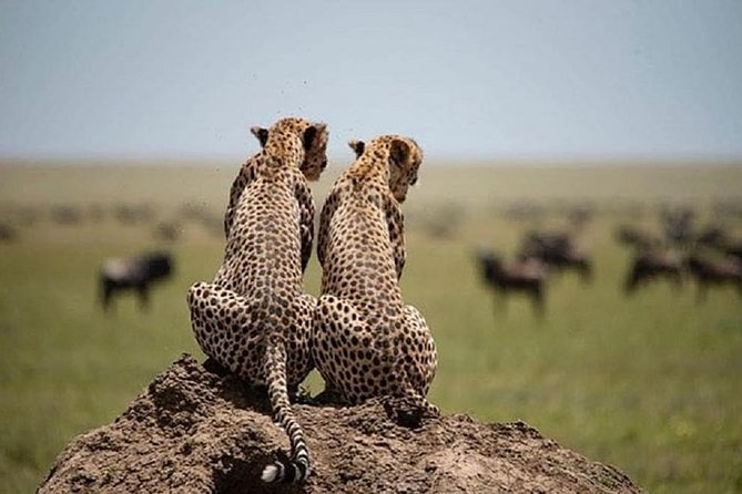 1 Day Tarangire National Park Day Tours - Meeting and Pickup