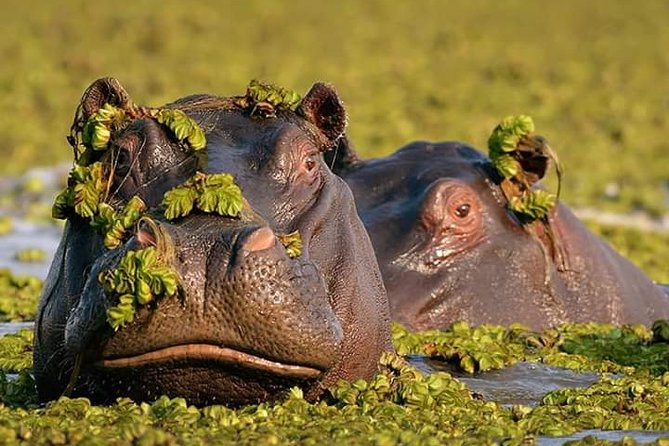 1 Day Trip to Hells Gate National Park and Lake Naivasha Boat Ride - Important Information