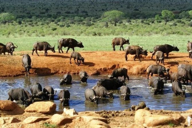1 Day Tsavo East Safari From Kenya Coast (Cost Based on Minimum 2 Persons) - Frequently Asked Questions