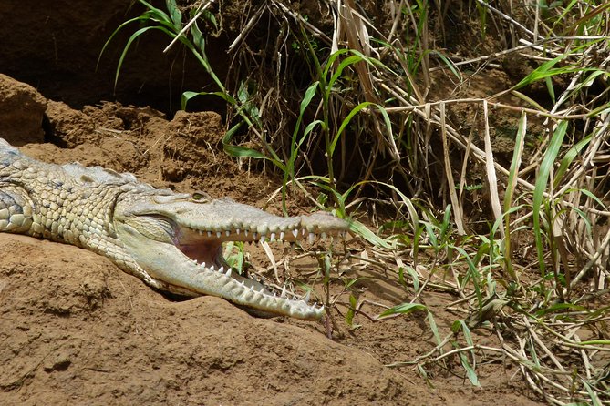 1 Night in Tortuguero + Tour to the Tortuguero National Park - Cultural Experiences