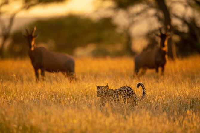 10 Day Great Migration Photographic Safari - Expert Guides