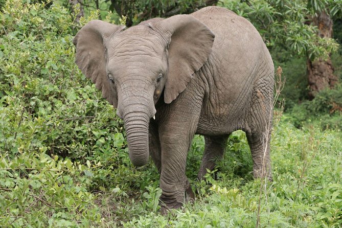 11 Days Classic Luxury Safari Tour Tanzania - Inclusions and Amenities
