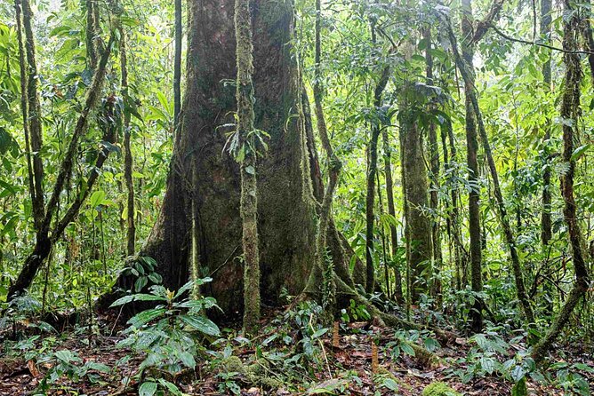 11 Days Explore the Nature & Culture of Colombia - Transportation Details