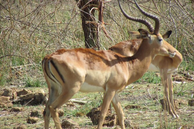 11 Days Vegans Private Safari - Vegan Dining Experience