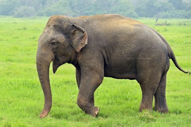 12 Days 11 Nights Ancients City Exploer With Holiday Walkers Sri Lanka - Booking and Cancellation Policies