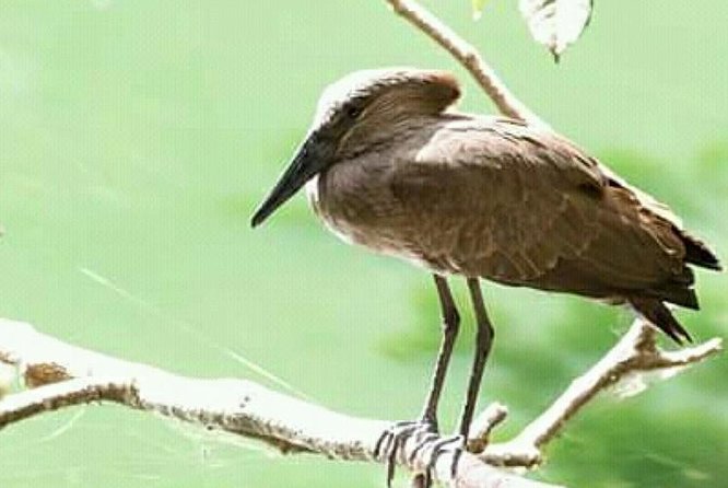 12 Days :Birding Tours in Senegal - Group Size Limit