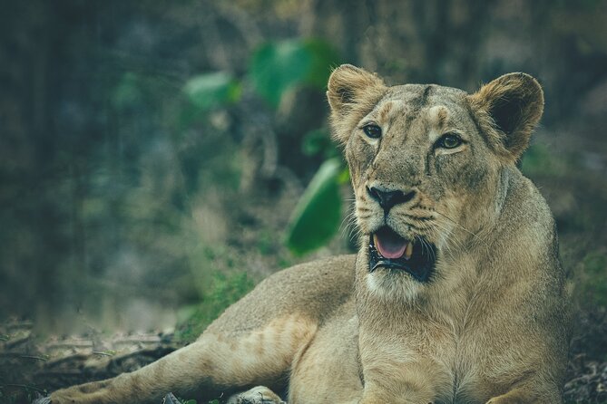 12 Days Private Wildlife Tours in India - Day 7: Journey to Panna National Park