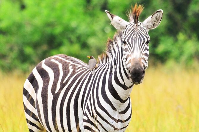 13-Day Wildlife and Gorilla Trekking Safari - Wildlife Encounters