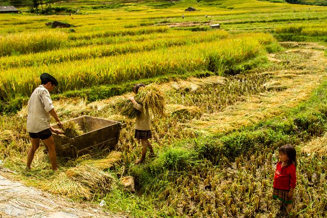 13 Days Authentic Vietnam Plus Golden Bridge - Dining Experiences