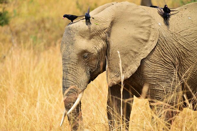 15-Day Wildlife Safari and Gorilla Trekking in Uganda - Gorilla Trekking Experience