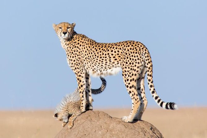 16 Days Kenya Tanzania Uganda Safari - Safari Itinerary Highlights