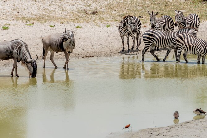 2-Day Fly-In From Zanzibar to Tarangire NP Mid Range Safari - Exclusions and Price Guarantee