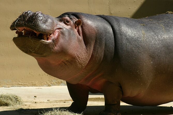 2 Day Hluhluwe Isimangaliso Wetlands Park Hippo Croc From Durban - Booking