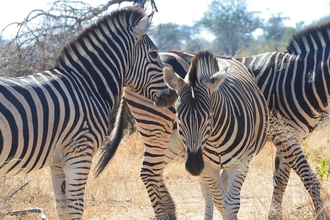 2 Day Luxury Pilanesberg Park Safari - 4* Lodge - Pickup and Transfer Details