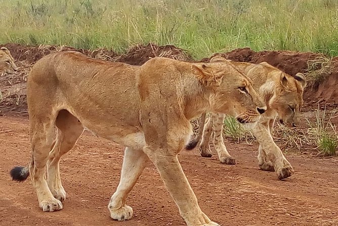2-Day Maasai Mara National Reserve Safari From Nairobi - Accommodation Details