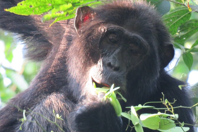 2-Day Private Chimpanzee Trekking Safari in Kibale Forest Park - Additional Information