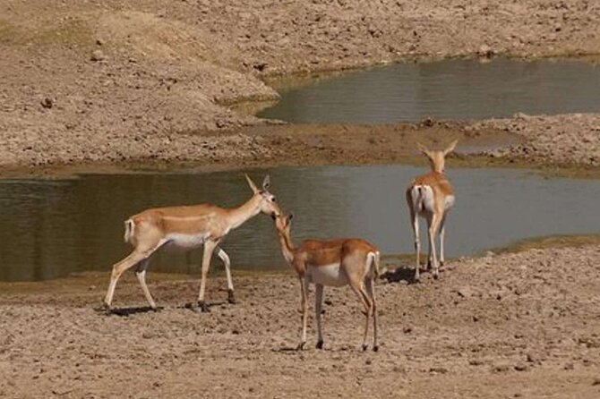 2-Day Private Village Home Stay and Culture Explore Near Jodhpur - Cost and Availability