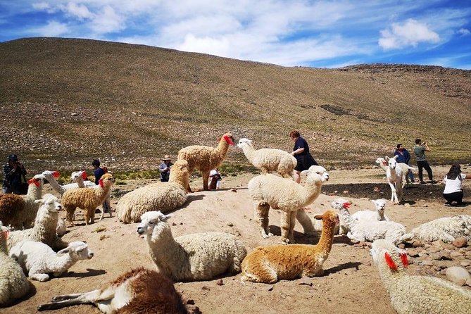 2-day Tour: Puno To Chivay And Canyon Of Colca - Additional Information