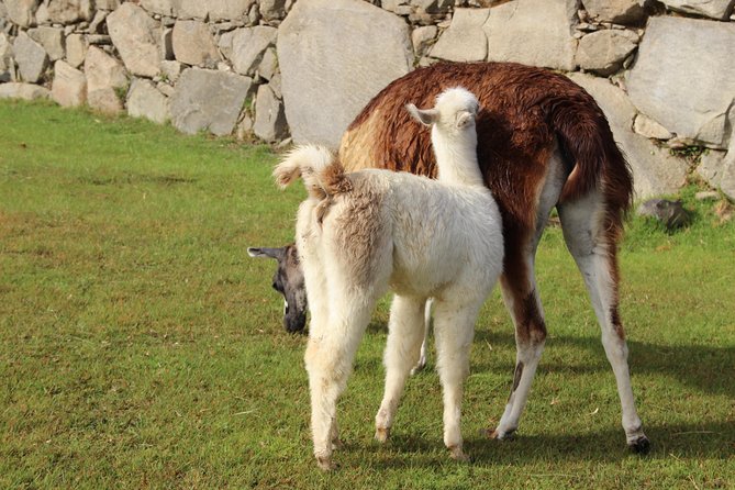 2-Day Tour to Machu Picchu From Cusco, Peru - Pricing Information