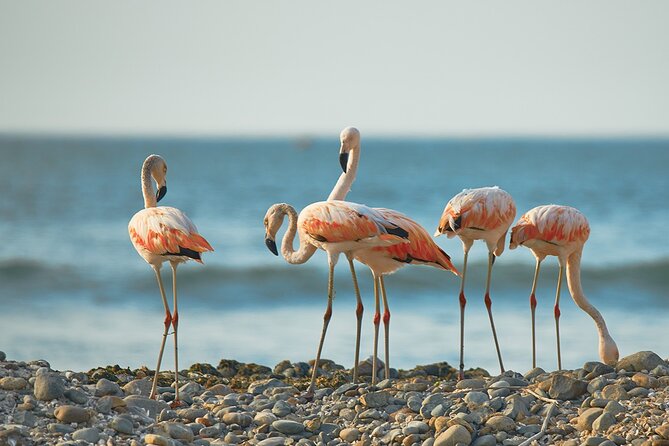 2 Days 1 Night Tour of Paracas Ica Nazca - Good To Know