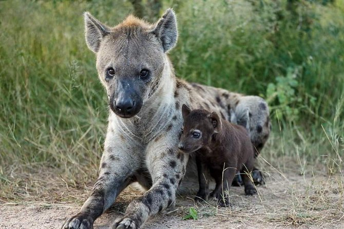 2 Days Budget Mid Range Safari Tour Tanzania - Meals Included