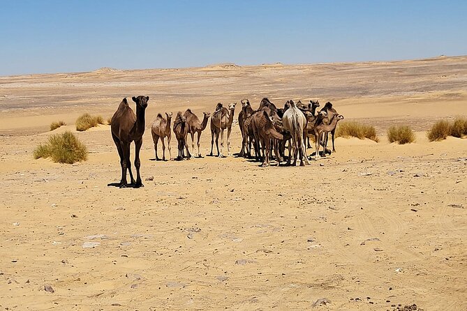 2 Days Camping at Bahariya Oasis - Directions and Preparation Tips