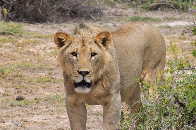 2-Days Guided Tour in Tsavo East - Meeting Point Information