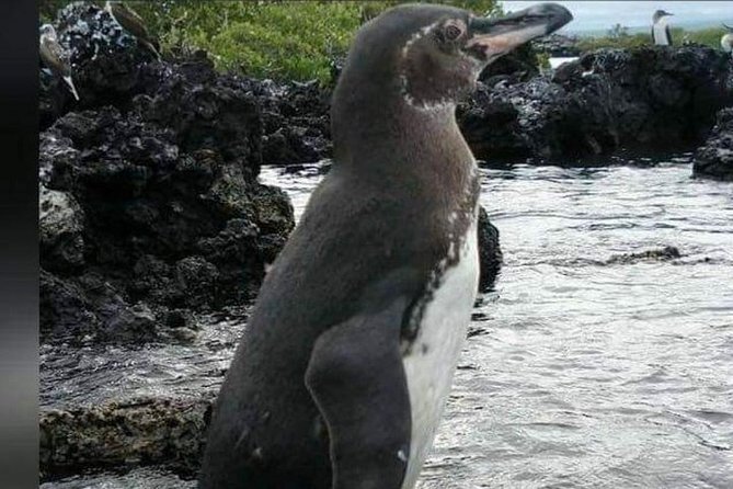 2 Days - Isabela Island Fast Visit - Spotting Native Animals