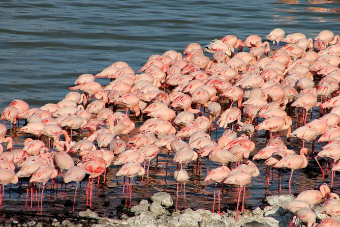 2 Days Lake Nakuru National Park Safari Tour - Whats Included