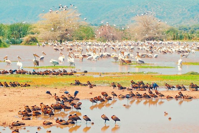 2 Days Lodge Safari; Lake Manyara & Ngorongoro Crater - Safari Vehicle and Game Viewing