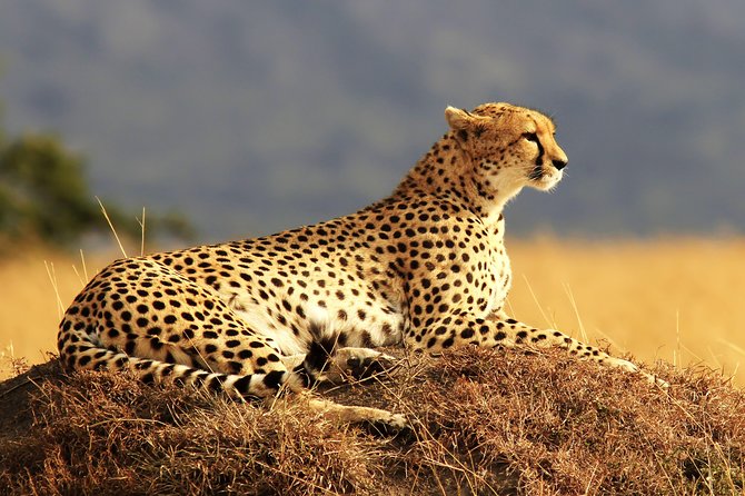 2 Days Maasai Mara Budget Safari (Daily Departure + 24h Customer Service) - Safety Measures