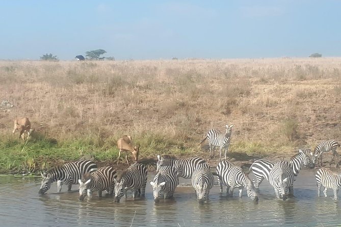2 Days Masai Mara Budget Safaris - Booking Details