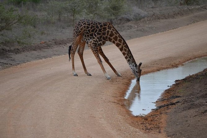 2 Days Mikumi and Udzungwa Falls National Parks From Ifakara Tanzania - Wildlife Encounters