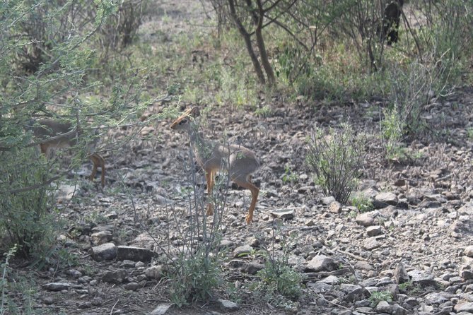 2 Days Nature Tour From Addis Ababa to Awash National Park - Additional Tour Information