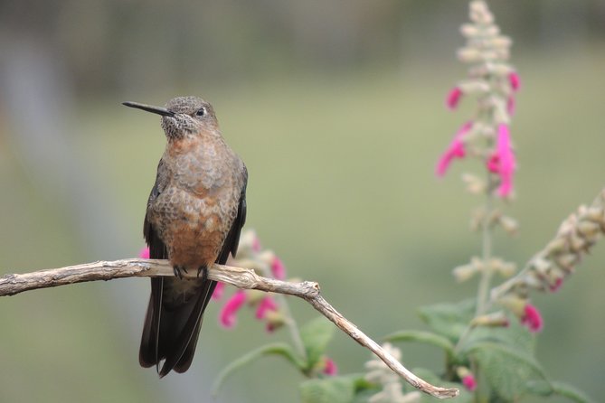 2-Days Private Quito Birdwatching Tour - Pickup and Transportation