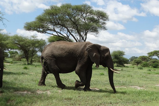 2 Days Safari to Tarangire NP & Ngorongoro Crater From Arusha - Pricing Details