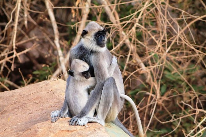 2 Days Tour to Udawalawe & Yala National Park From Colombo - The Sum Up
