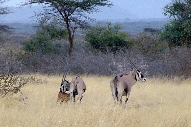 2 Days Wildlife Safari to Awash National Park - Departure Information