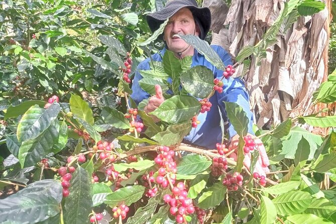 2-Hour Cabanisi Coffee Farm Activity - Schedule and Hours