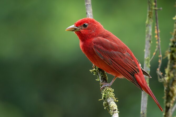 2-Hour Chachagua Rainforest - Birdwatching Tour